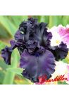 Iris : ALL NIGHT LONG