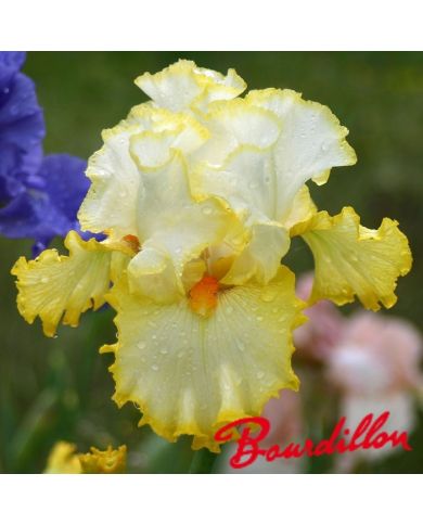 Iris : BETTER THAN BUTTER