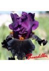 Iris : BLACK MAGIC WOMAN