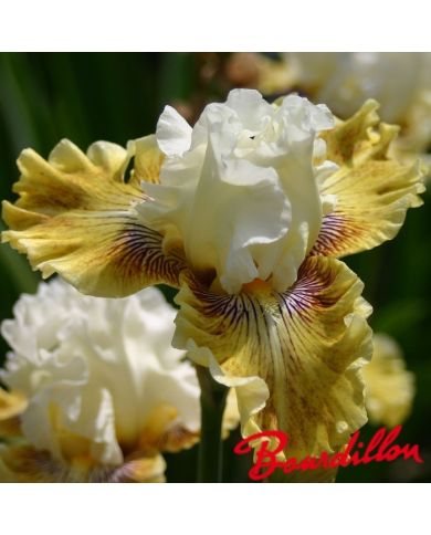 Iris : FANCY A FLUTTER