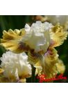 Iris : FANCY A FLUTTER