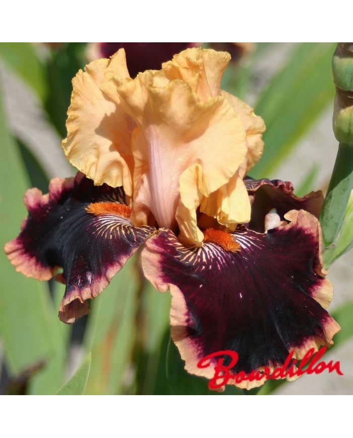 Iris : GLAMOUR PANTS