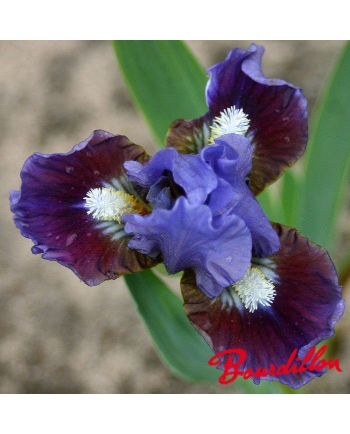Iris : DEVOTED