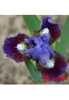 Iris : DEVOTED