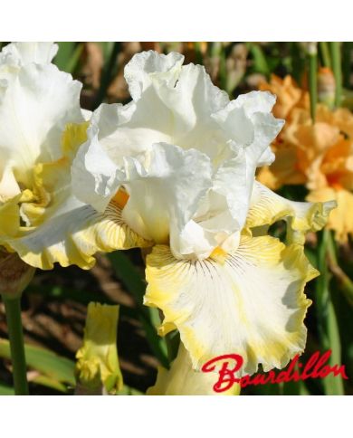 Iris : DOUBLE RINGER
