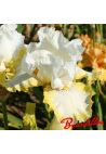 Iris : DOUBLE RINGER