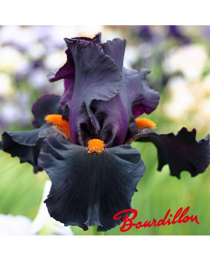 Iris : DRACULA 'S KISS