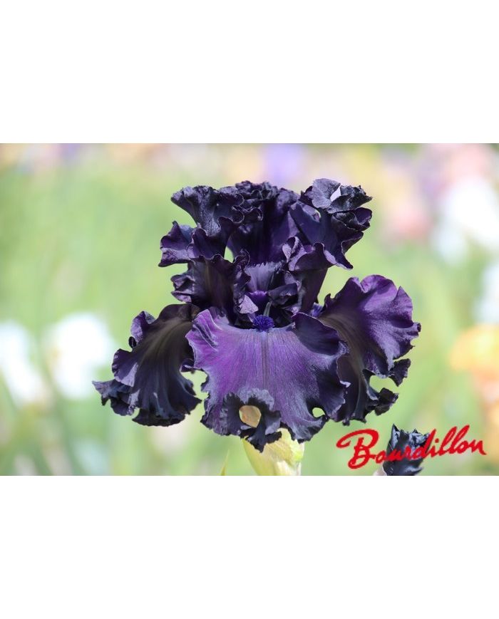 Iris : ALL NIGHT LONG