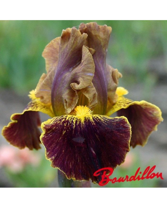Iris : BONKERS
