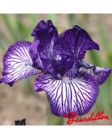 Iris : LINE DRIVE