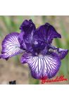 Iris : LINE DRIVE