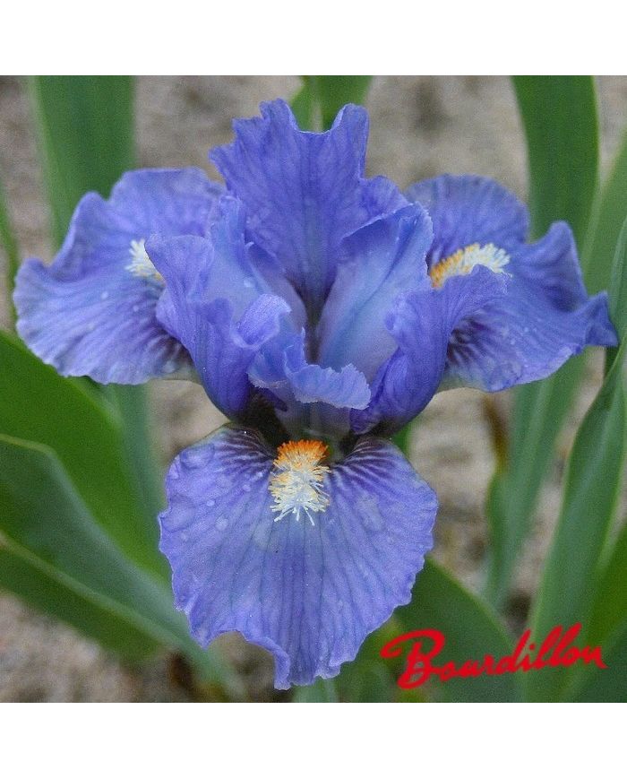 Iris : FIRES OF FIJI