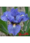 Iris : FIRES OF FIJI