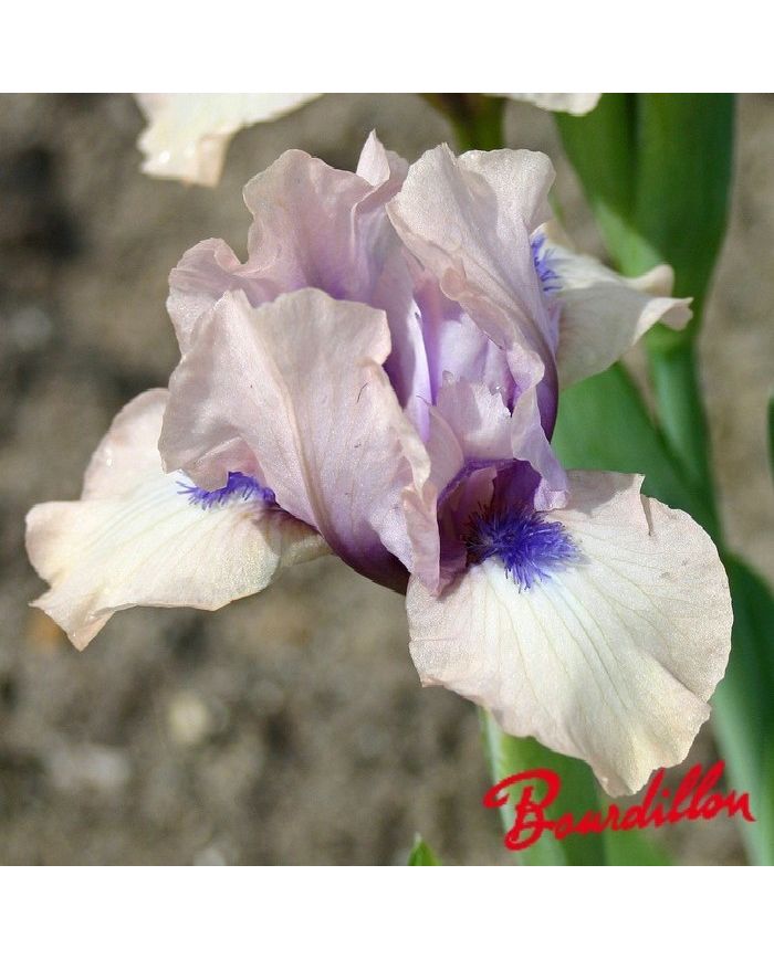 Iris : GIDDY