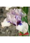 Iris : GIDDY
