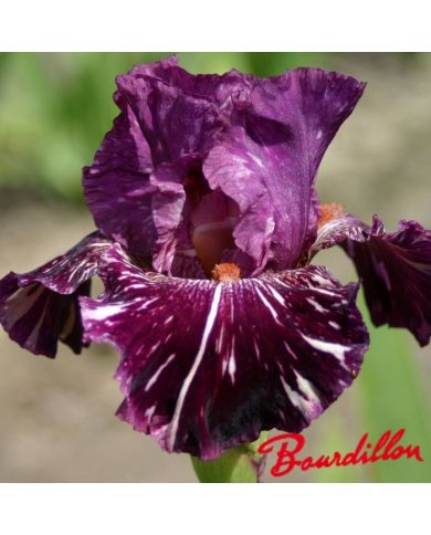 Iris : PEEKABOO ZEBU