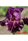 Iris : PEEKABOO ZEBU