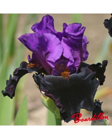 Iris : I' BACK