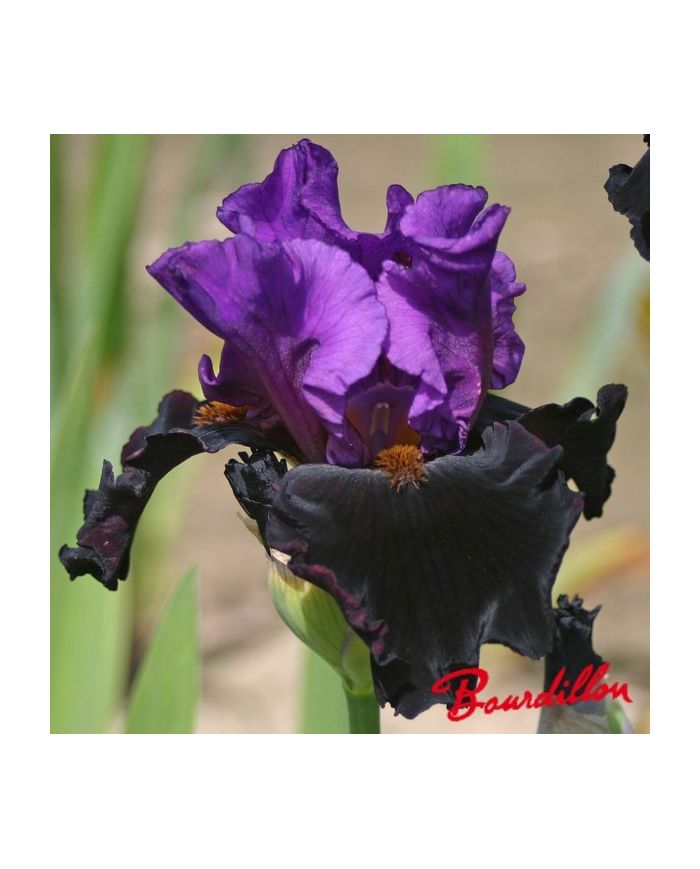Iris : I' BACK