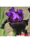 Iris : I' BACK