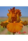 Iris : GOLDEN PANTHER