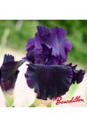Iris : OZARK REBOUNDER