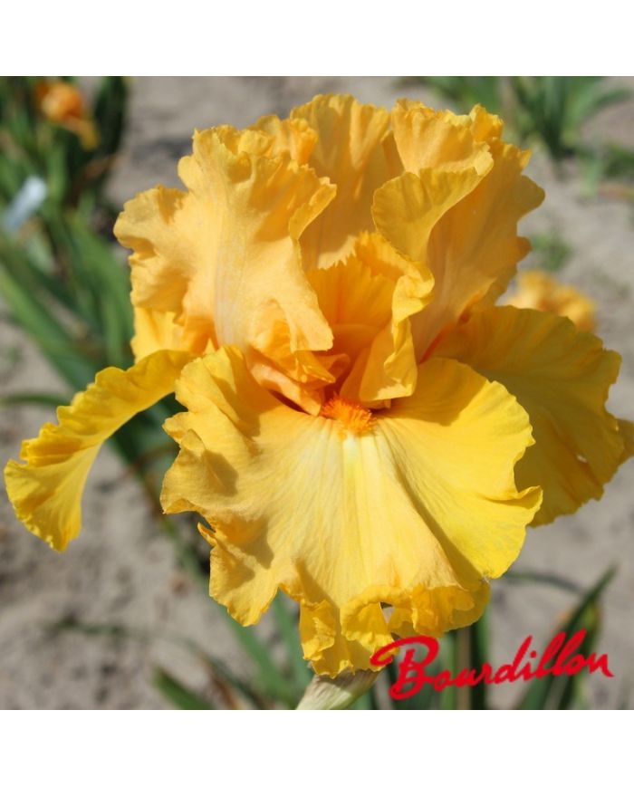 Iris : AMPLIFIELD