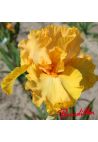 Iris : AMPLIFIELD