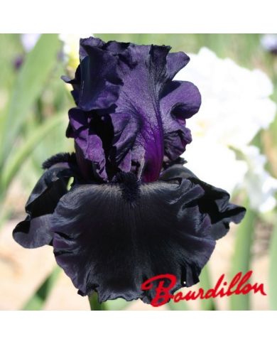 Iris : BLACK IS BLACK