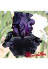 Iris : BLACK IS BLACK