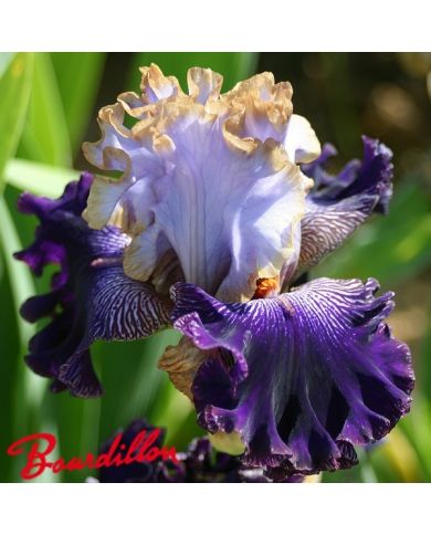 Iris : BRATISLAVAN PRINCE