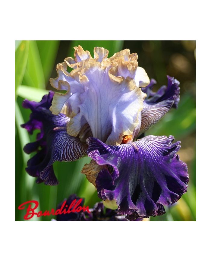Iris : BRATISLAVAN PRINCE