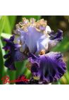 Iris : BRATISLAVAN PRINCE