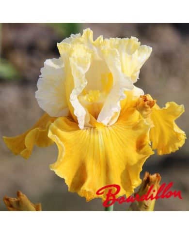 Iris : CARAMEL DREAM