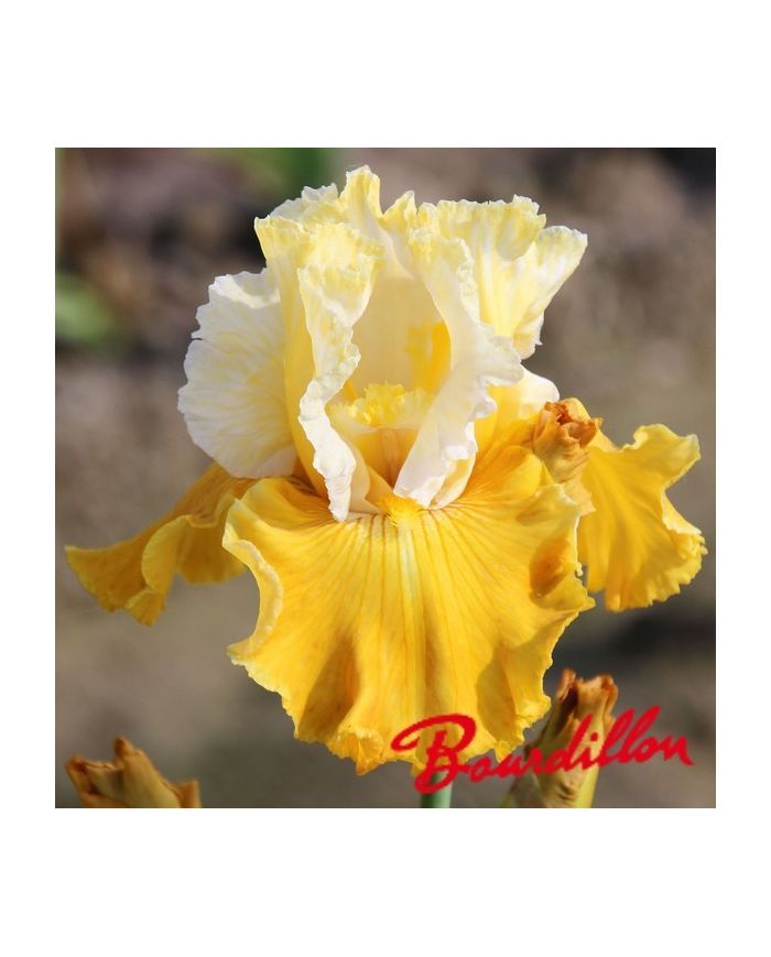 Iris : CARAMEL DREAM
