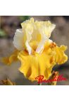 Iris : CARAMEL DREAM