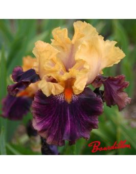Iris de bordure : Fruit Stripe