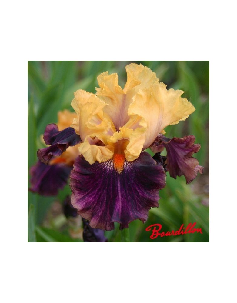 Iris de bordure : Fruit Stripe