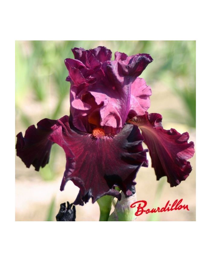 Iris : LET ' BE BRAZEN