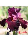 Iris : LET ' BE BRAZEN