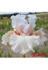 Iris : LOST IN LOVE