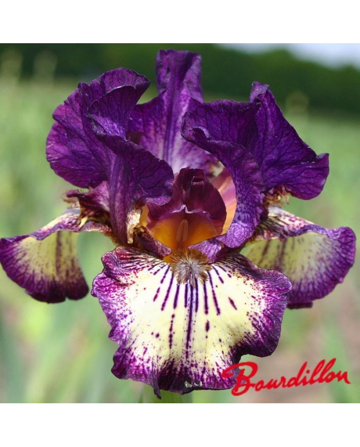 Iris : SPIKED