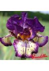 Iris : SPIKED