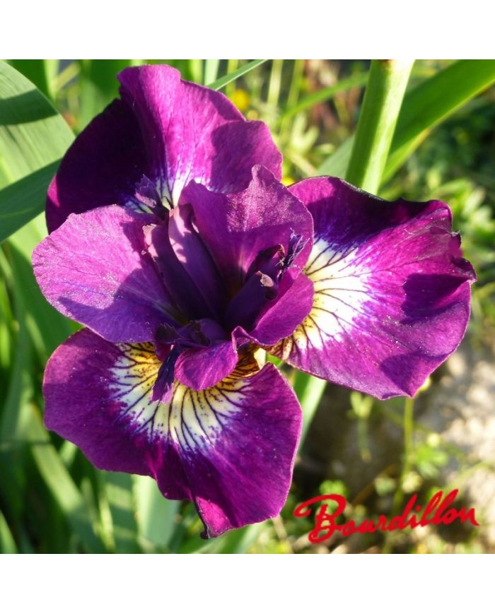 Iris : SULTAN'S RUBY