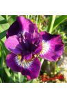Iris : SULTAN'S RUBY