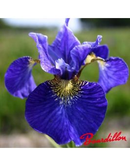 Iris sibirica : Ann Dash