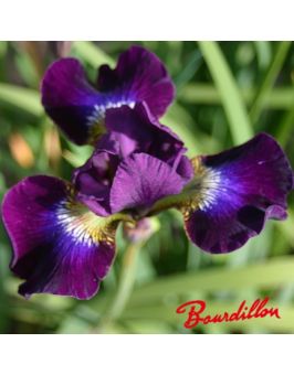 Iris sibirica : Berlin Purple Wine