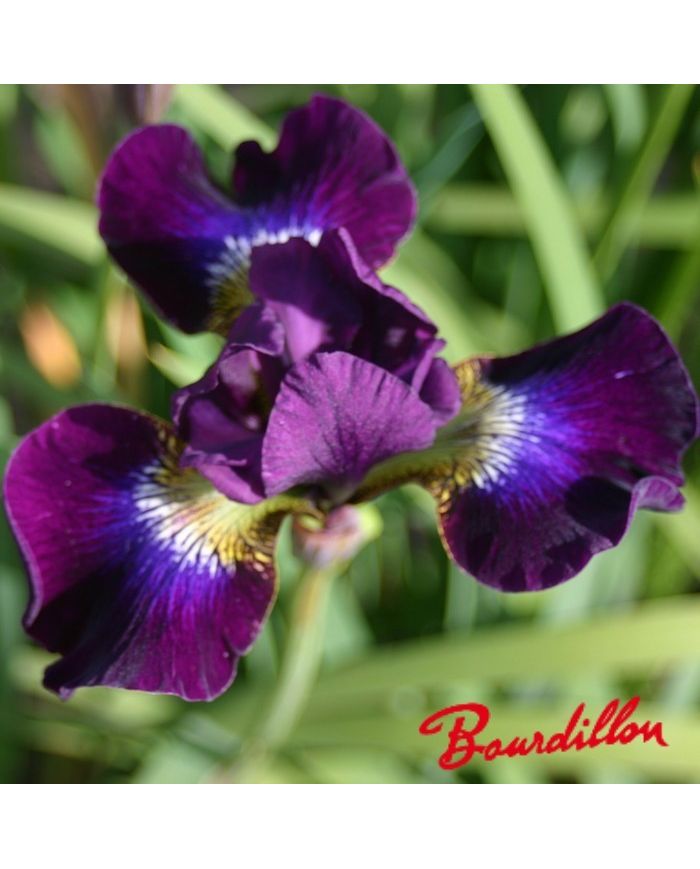 Iris : BERLIN PURPLE WINE