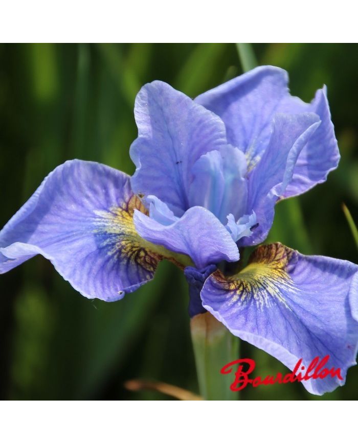 Iris : CAMBRIDGE