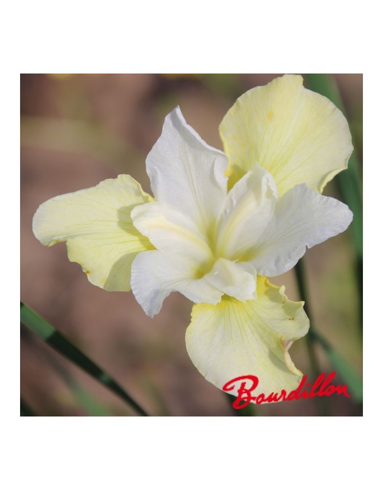 Iris sibirica : Chartreuse Bounty